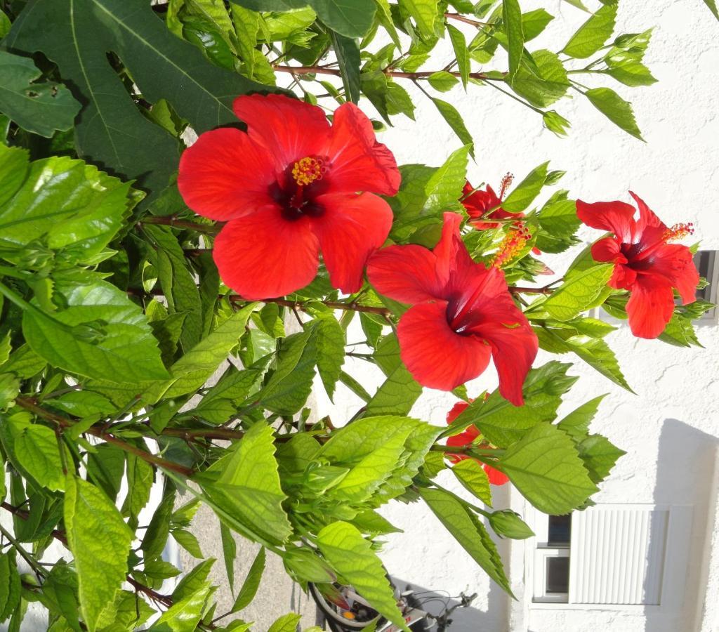 מסטיכרי Elia Mare Apartment מראה חיצוני תמונה